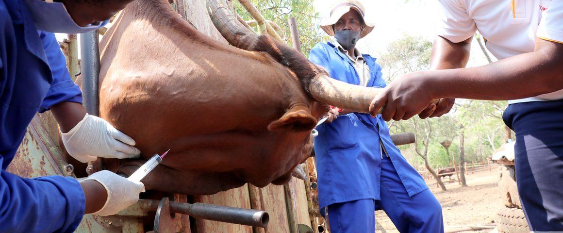 Taking a blood sample from a cow as part of the CAZCOM project in Zimbabwe © A. Jimu